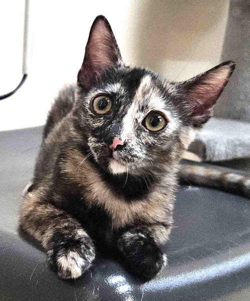 Kitten Flynn