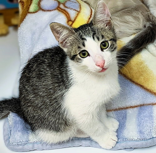 Kitten Wimothy