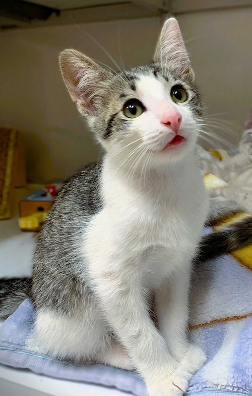 Kitten Wimothy photo 2