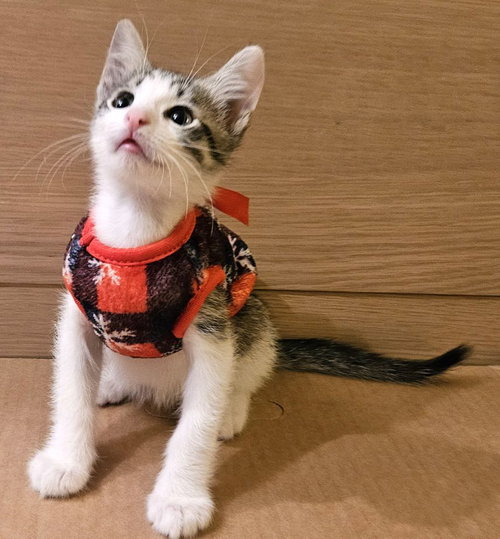 Kitten Wimothy photo 3