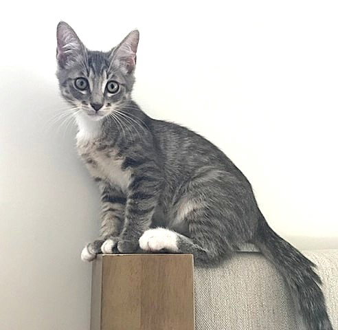 Kitten Gus