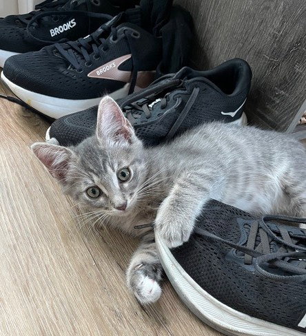 Kitten Gus photo 2