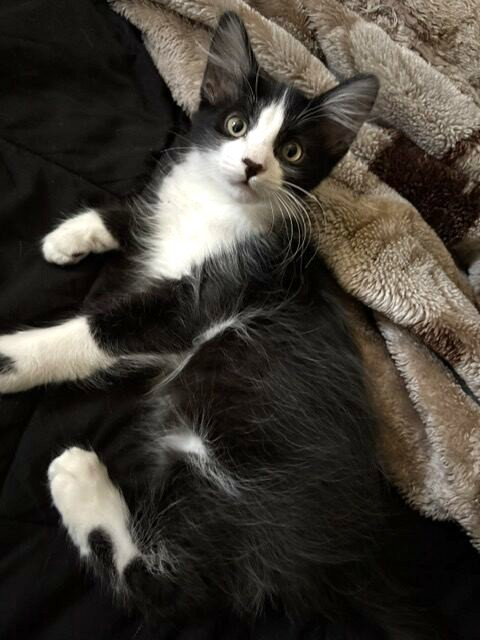 Kitten Wacky photo 3
