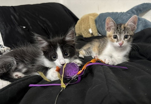 Kitten Wacky photo 5