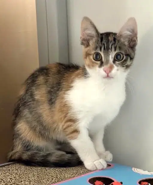 Kitten Waluigi - Domestic Short Hair