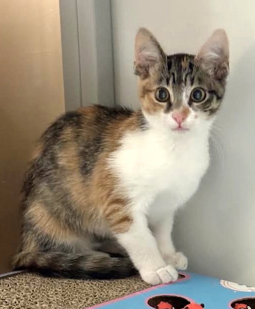 picture of the cat needing adoption
