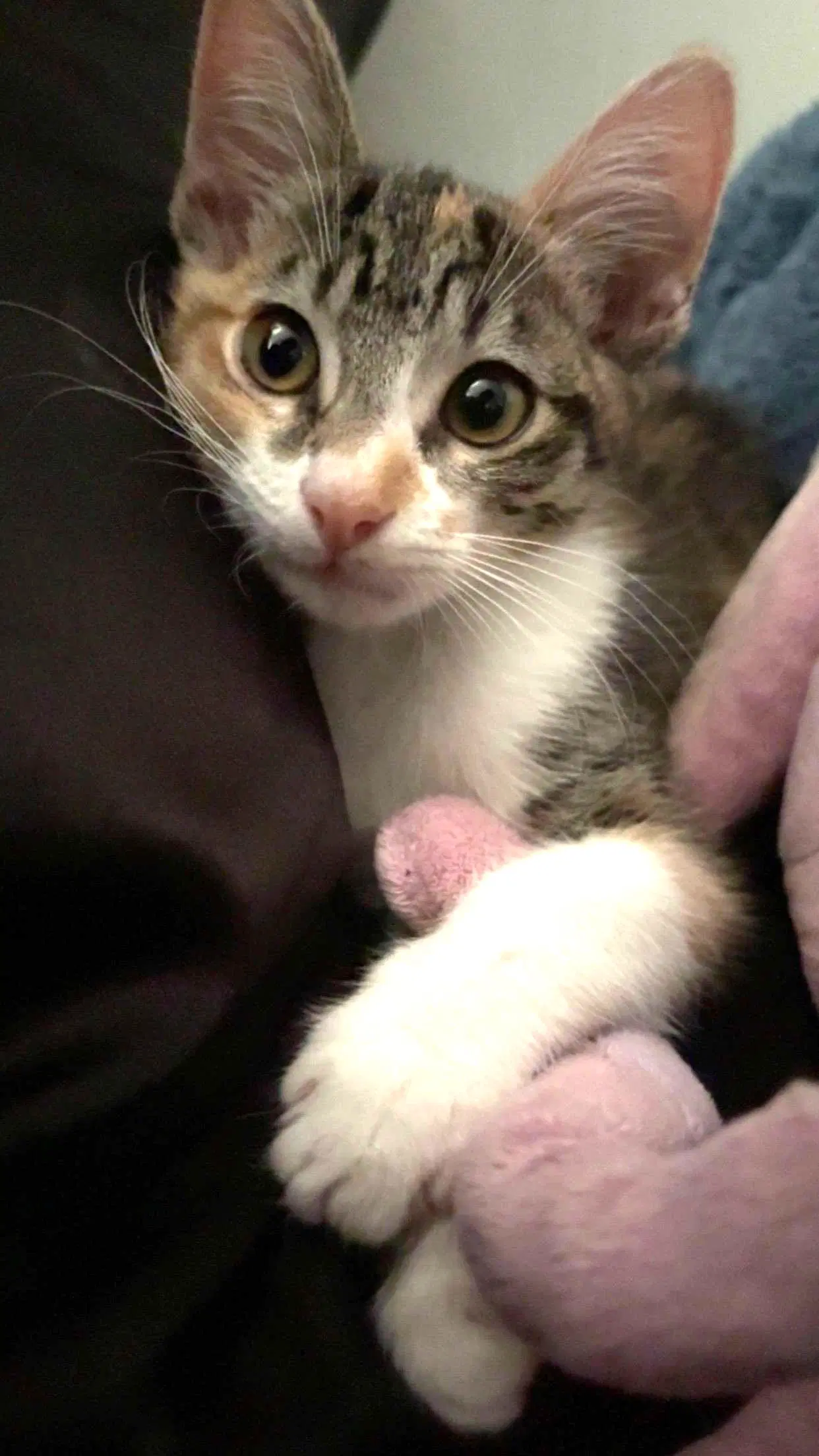 Kitten Waluigi image 3
