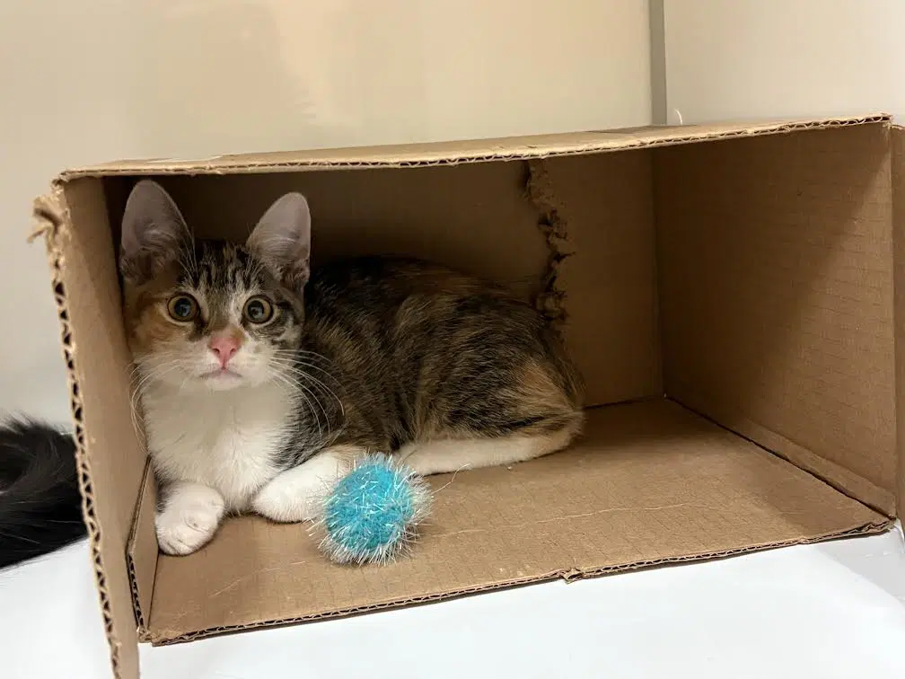 Kitten Waluigi image 4