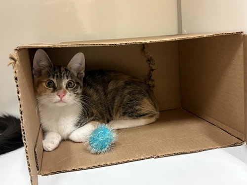 Photo 4 of Kitten Waluigi