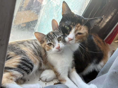Photo 6 of Kitten Waluigi