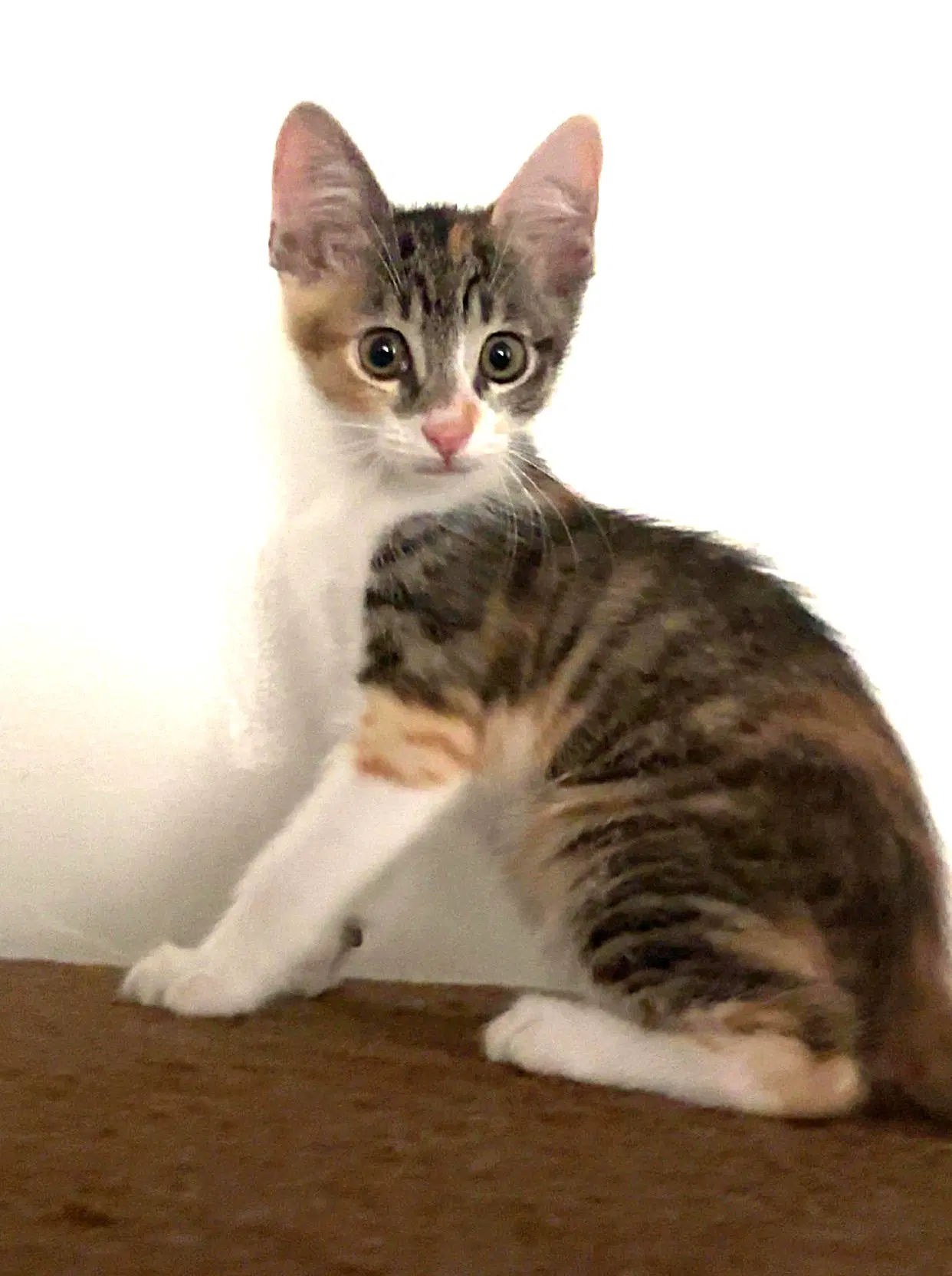 Kitten Waluigi image 2