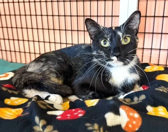 Ophelia - Domestic Short Hair