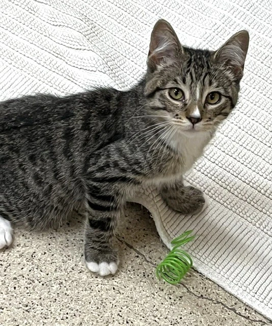 Kitten Khalessi