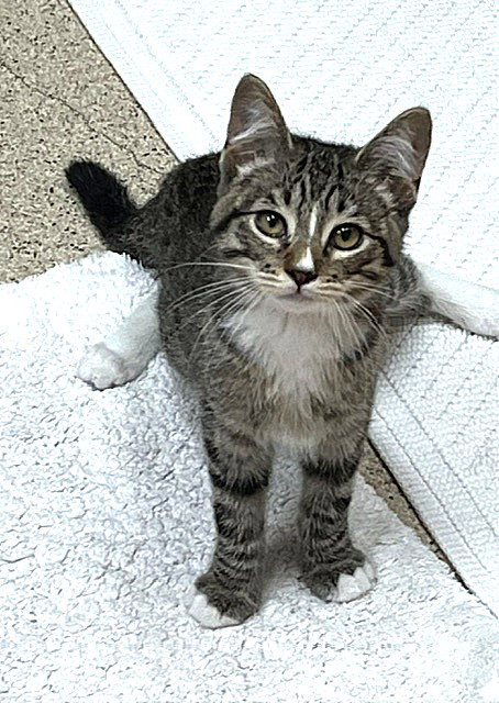 Photo 2 of Kitten Khalessi