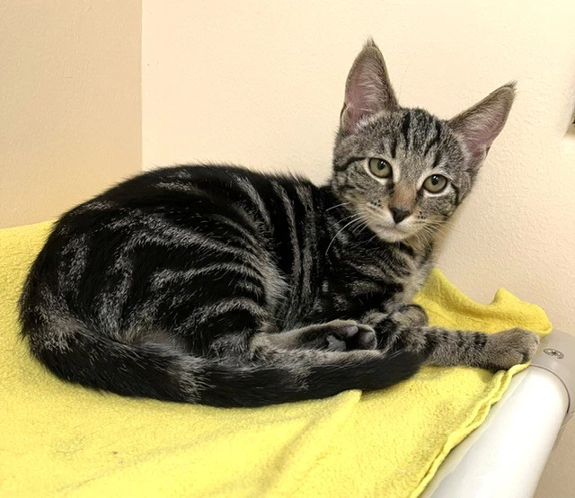 Kitten Ulta