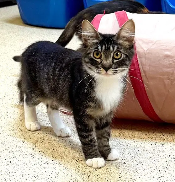 Kitten Licorice image 2
