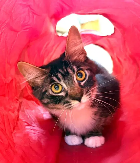 Kitten Licorice image 4