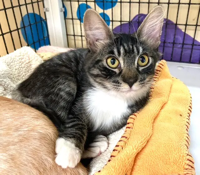 Kitten Licorice - Domestic Medium Hair