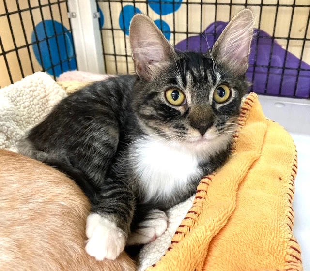 Kitten Licorice