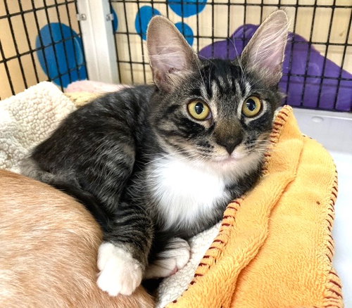 Kitten Licorice, a cat for adoption from Friends of the Seal Beach Animal Care Center