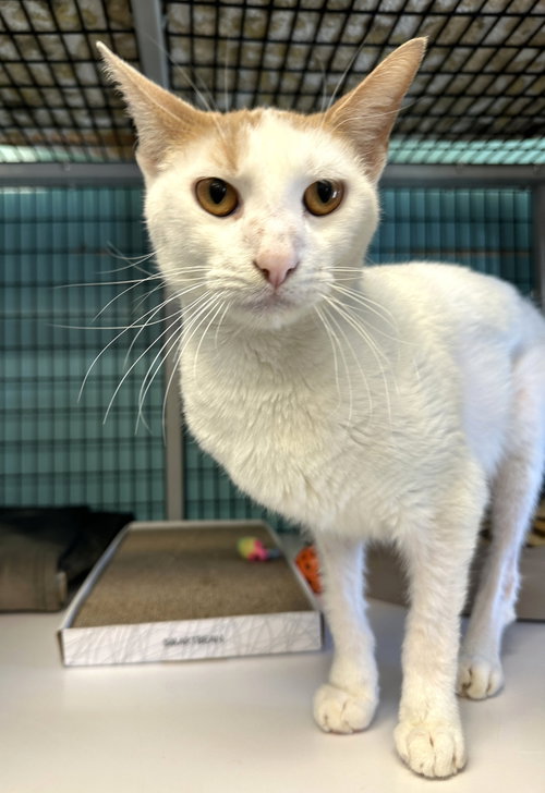 picture of the cat needing adoption