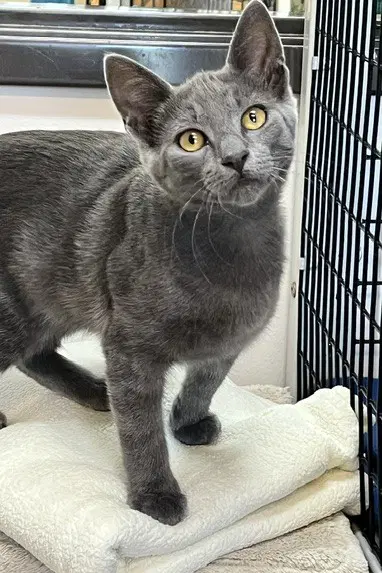 Kitten Zebo - Domestic Short Hair