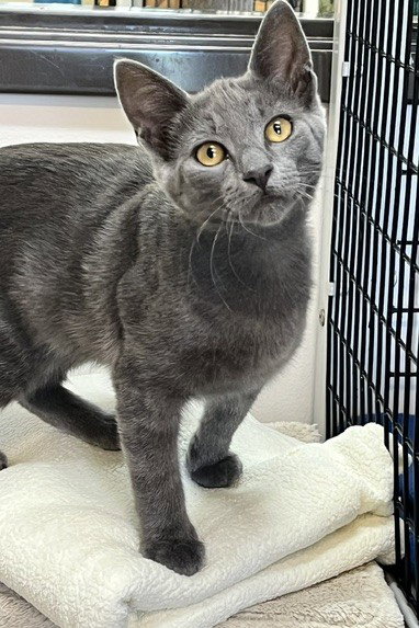 picture of the cat needing adoption