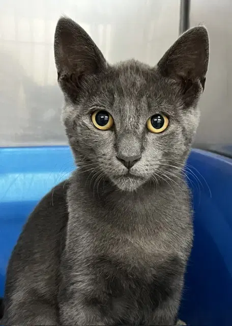 Kitten Zebo image 2