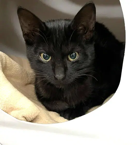 Kitten Zira - Domestic Short Hair