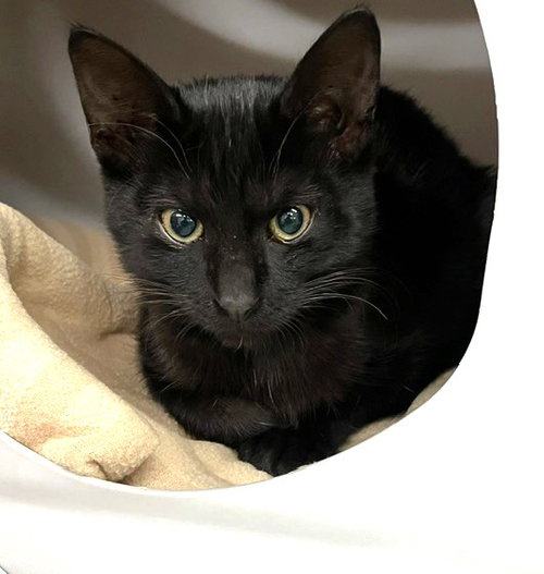 picture of the cat needing adoption