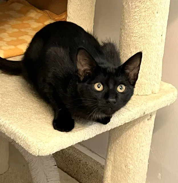 Kitten Zulu - Domestic Short Hair