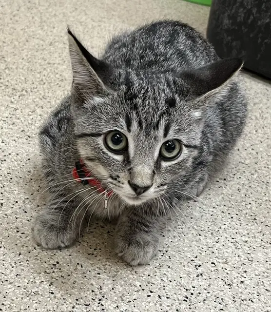 Kitten Redhots - Domestic Short Hair