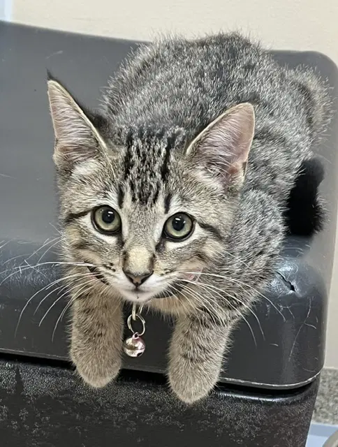 Kitten Razzles - Domestic Short Hair