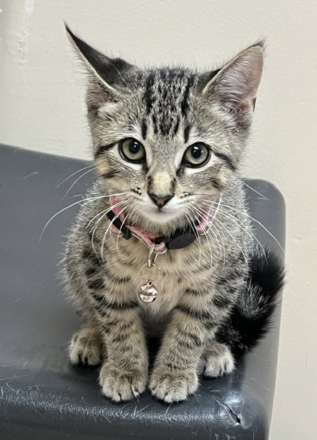picture of the cat needing adoption