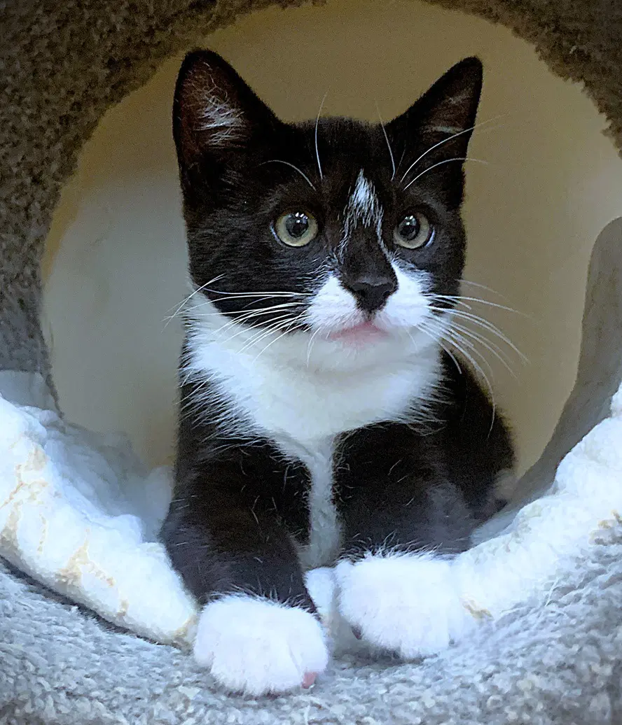 Kitten Drambuie - Domestic Short Hair