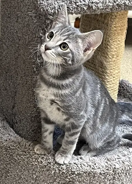 Kitten Una - Domestic Short Hair