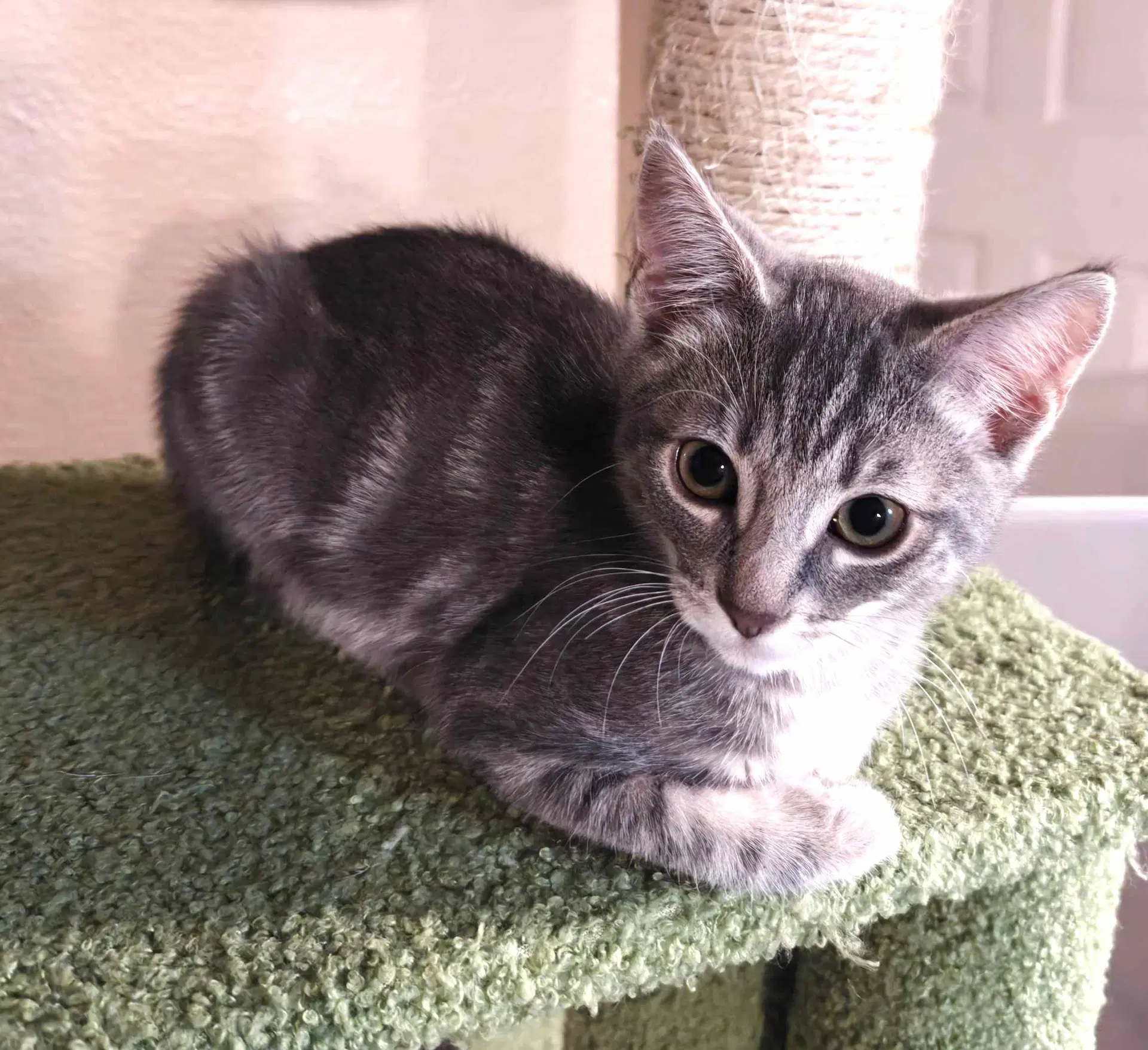 Kitten Una image 2