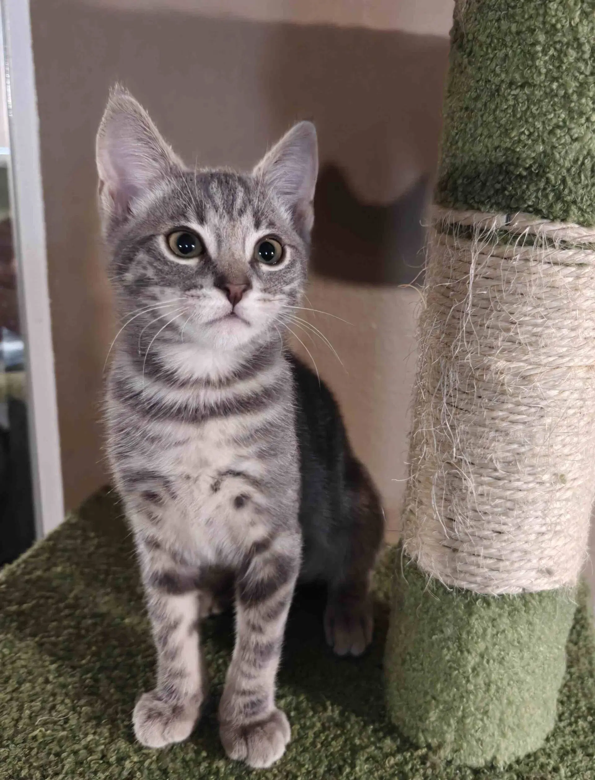 Kitten Una image 3