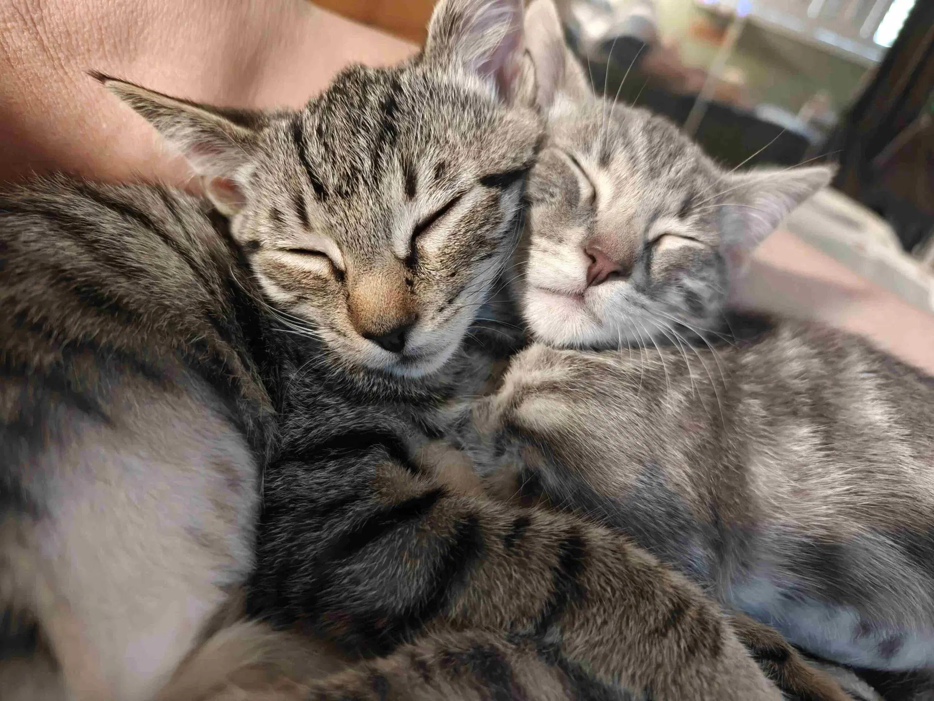 Kitten Una image 4