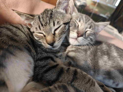 Photo 4 of Kitten Uno