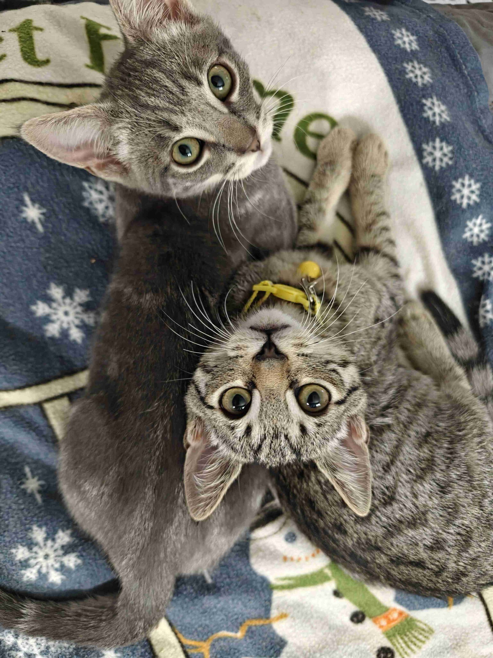 Kitten Uno, photo 5