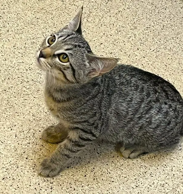 Kitten Uno image 2
