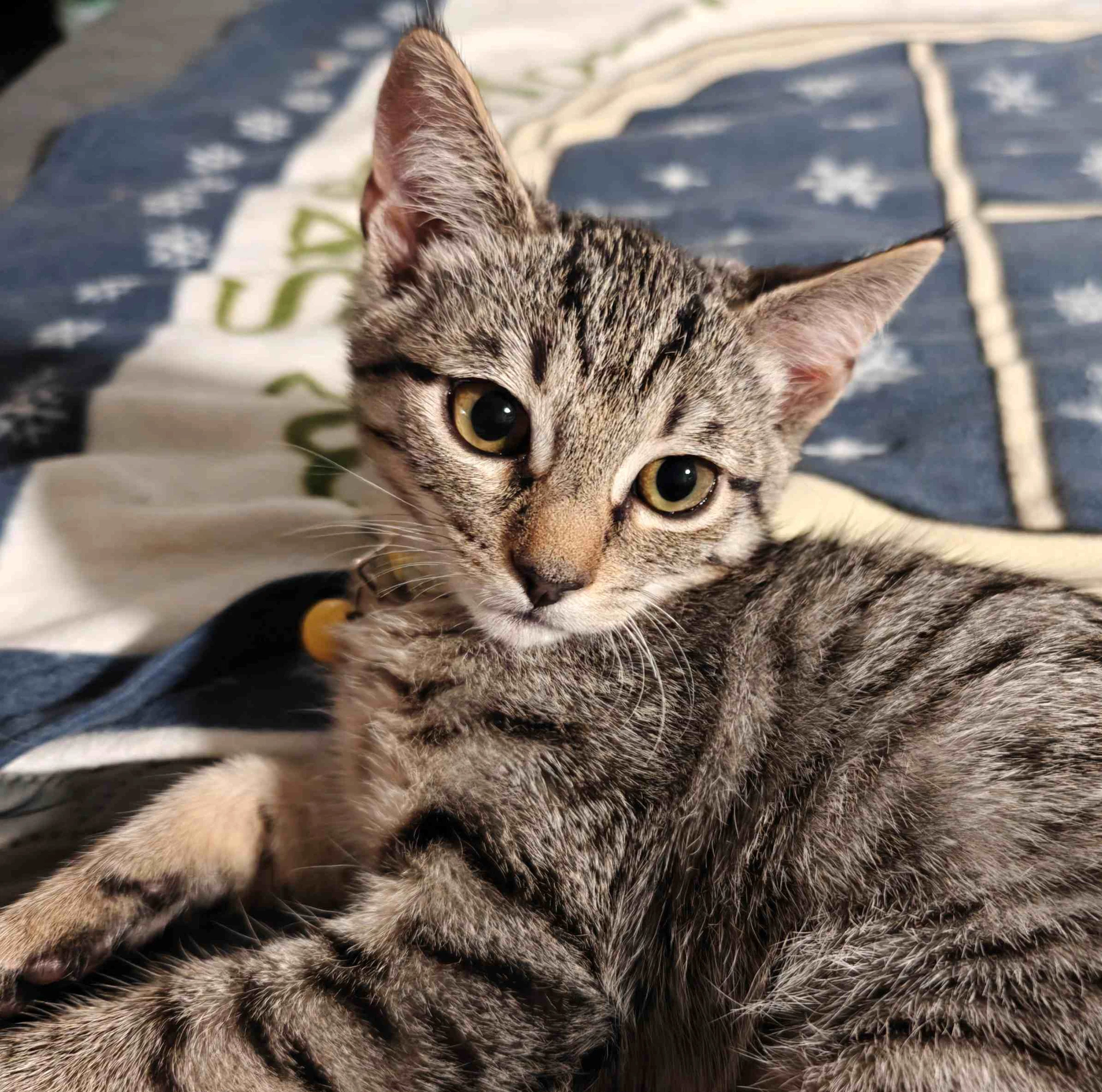 Kitten Uno