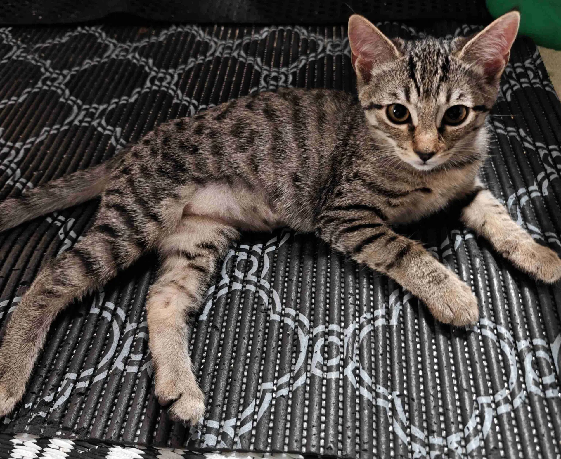 Kitten Uno image 3