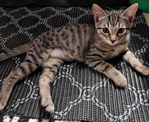 Photo 3 of Kitten Uno