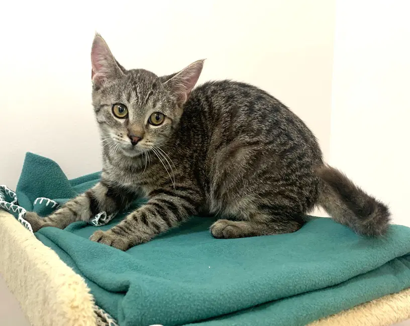 Kitten Pepito image 3