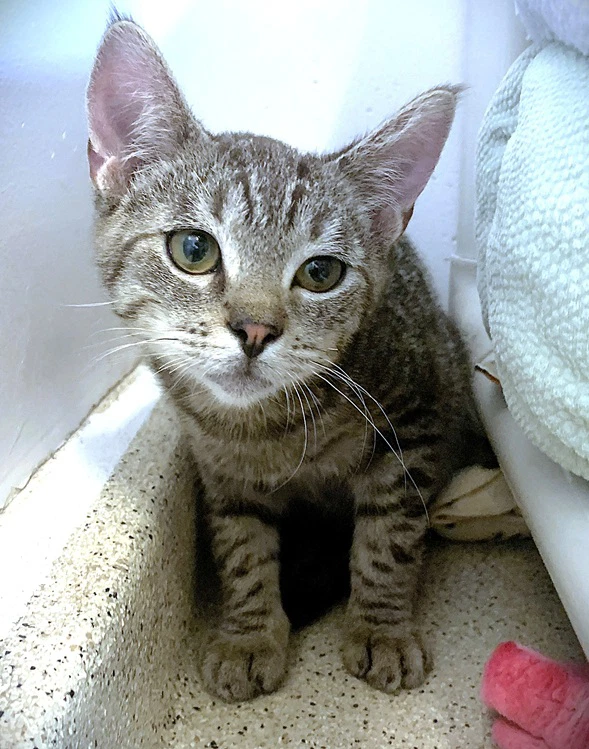 Kitten Pepito