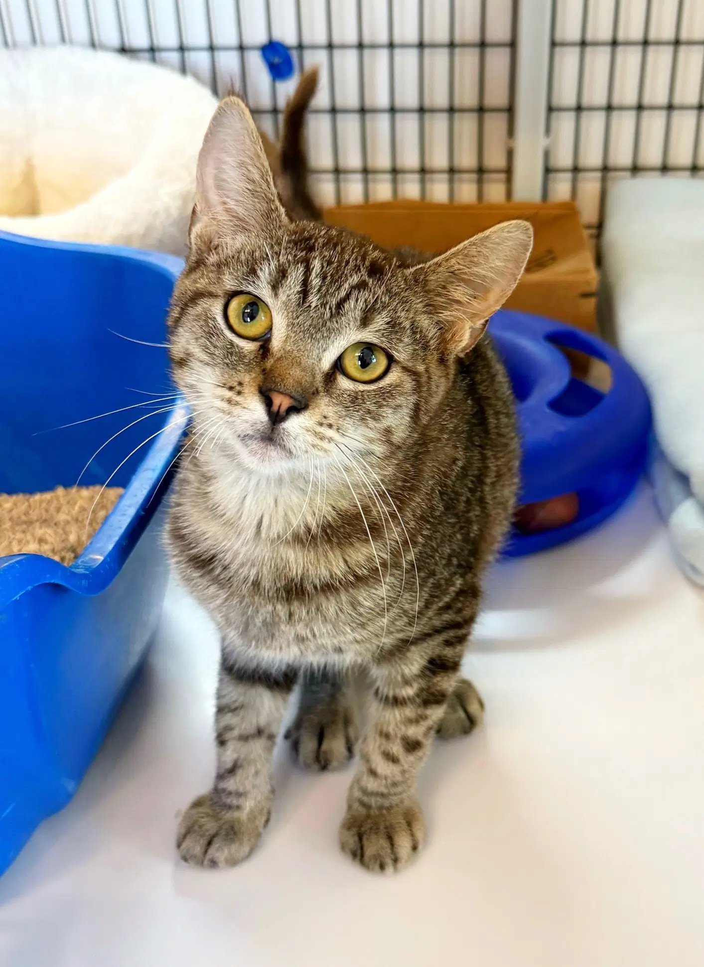 Kitten Pepito - Domestic Short Hair