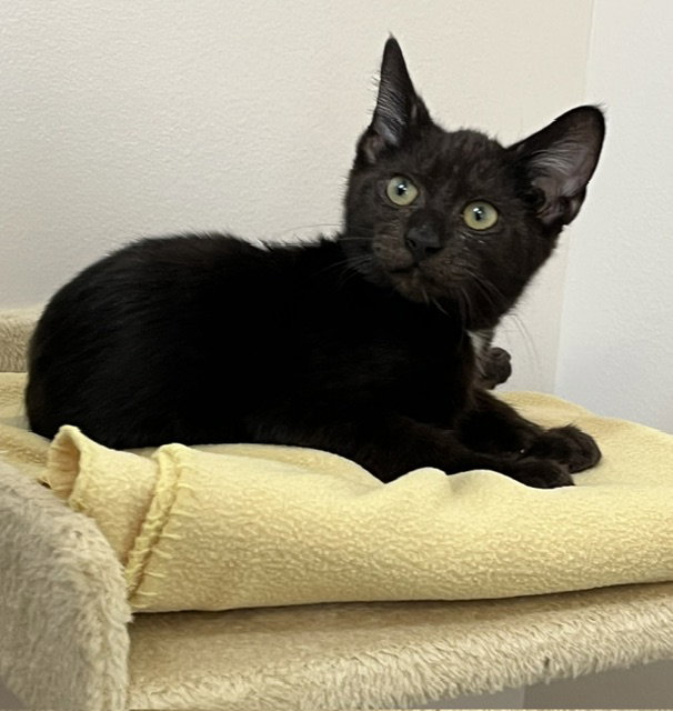 Kitten Poncho, photo 4
