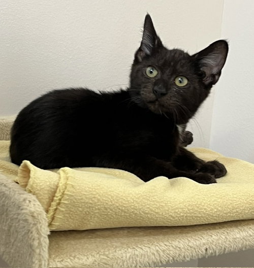 Photo 4 of Kitten Poncho
